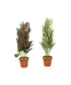 SILKKIKUKKA RUUKUSSA 249383