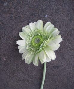 SILKKIKUKKA Gerbera limenvihreä 64819