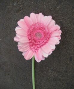 SILKKIKUKKA Gerbera vaaleanpunainen 64817