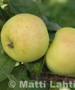 OMENAPUU 'Antonovka' talvilajike