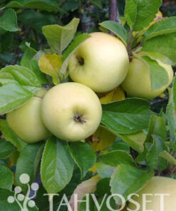 OMENAPUU 'Borgovskoje' kesälajike