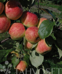 OMENAPUU 'Harlamovski' syyslajike