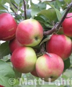 OMENAPUU 'Heta' syyslajike