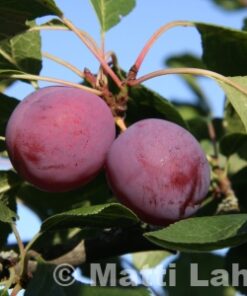 LUUMUPUU 'Kuntala' Prunus domestica