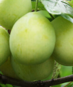 LUUMUPUU 'Laatokan Helmi' Prunus domestica