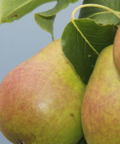 PÄÄRYNÄPUU  'Lada' kesälajike