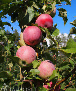 OMENAPUU 'Orlinka' kesälajike