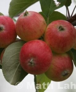 OMENAPUU 'Pirja' kesälajike