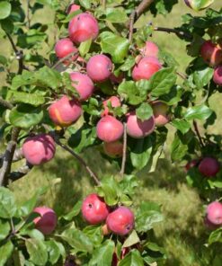 OMENAPUU 'Safran Pohjola' syyslajike