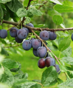 LUUMUPUU 'Sinikka' Prunus domestica