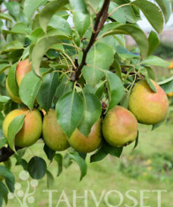 PÄÄRYNÄPUU 'Tshizhovskaja', 'Siska' myöhäinen kesälajike