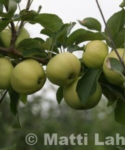 OMENAPUU 'Valkeakuulas' kesälajike