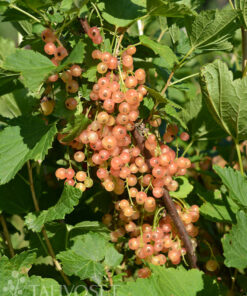 VAALEANPUNAINEN HERUKKA Ribes rubrum 'Aili'