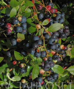 PENSASMUSTIKKA 'Aino' Vaccinium Angustifolium