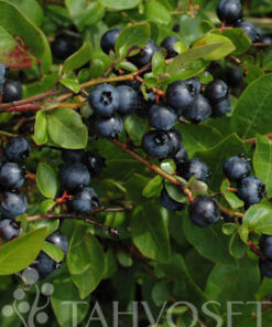 PENSASMUSTIKKA 'Alvar' Vaccinium Angustifolium