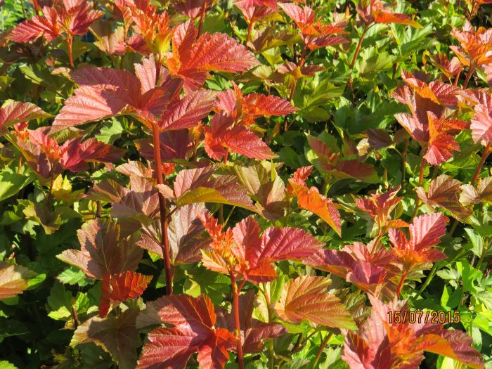 HEISIANGERVO 'Amber Jubilee' Physocarpus opulifolius