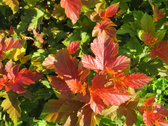 HEISIANGERVO 'Amber Jubilee' Physocarpus opulifolius - Image 2