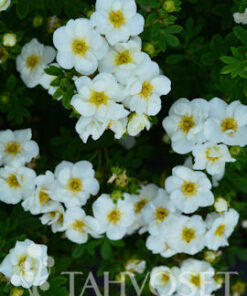 PENSASHANHIKKI 'Bailbrule' CREME BRULE Dasiphora fruticosa