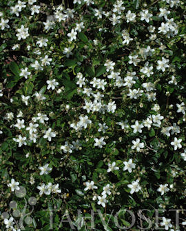 GRÖNLANNINHANHIKKI Potentilla tridentata 'Nuuk'