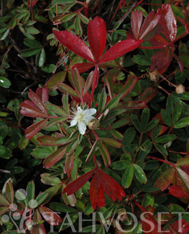 GRÖNLANNINHANHIKKI Potentilla tridentata 'Nuuk' - Image 2