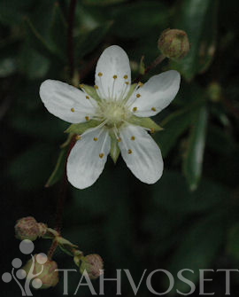 GRÖNLANNINHANHIKKI Potentilla tridentata 'Nuuk' - Image 3