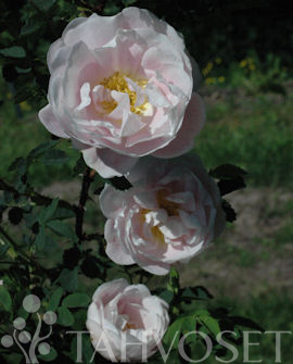 MORSIONRUUSU 'Juhannusmorsian' Rosa Pimpinellifolia - Image 2