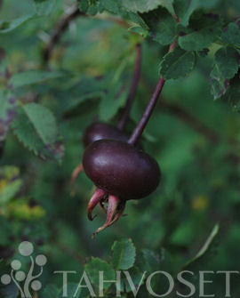 MORSIONRUUSU 'Juhannusmorsian' Rosa Pimpinellifolia - Image 3