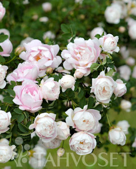 MORSIONRUUSU 'Juhannusmorsian' Rosa Pimpinellifolia