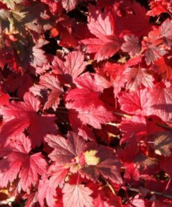 LAMOHERUKKA Ribes glandulosum