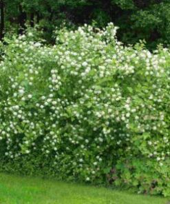 LÄNNENHEISIANGERVO Physocarbus opulifolius