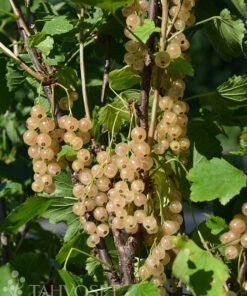 VALKOHERUKKA  Ribes rubrum 'Lepaan Valkea'