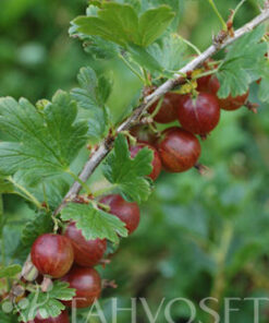 KARVIAINEN 'Lepaan Punainen' Ribes uva-crispa