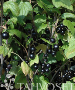 MUSTAHERUKKA 'Mikael' Ribes nigrum