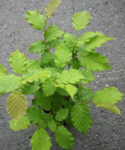 PÄHKINÄPENSAS Corylus Avellana