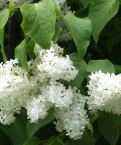 PIHASYREENI valkeakukkainen Syringa vulgaris 'Alba'