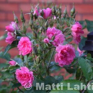 NEILIKKARUUSU 'Pink Grootendorst' Rosa