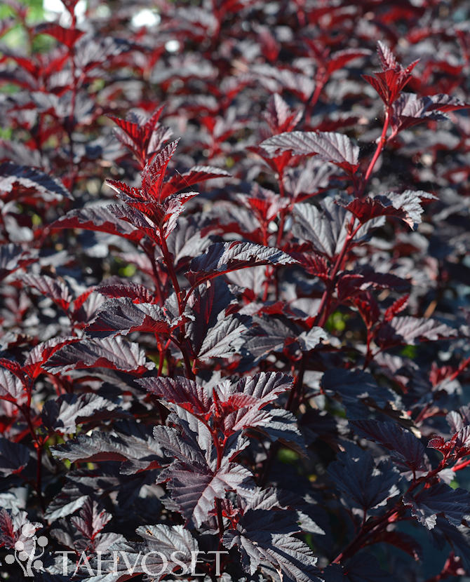 PURPPURAHEISIANGERVO 'Fireside' Physocarpus