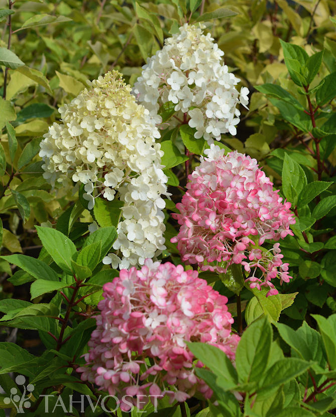 SYYSHORTENSIA 'Little Lime' Hydrangea paniculata
