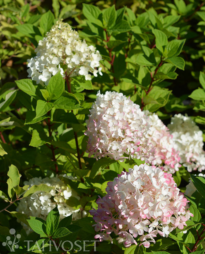 SYYSHORTENSIA 'Little Lime' Hydrangea paniculata - Image 2