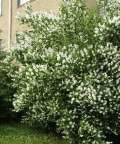 LOISTOJASMIKE 'Tähtisilmä' Philadelphus lewisii