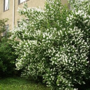 LOISTOJASMIKE 'Tähtisilmä' Philadelphus lewisii