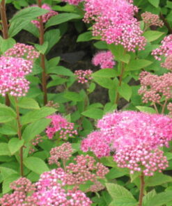 TUMMAKEIJUANGERVO Spiraea japonica 'Manon'