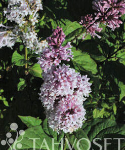 UNKARINSYREENI Syringa josikaea