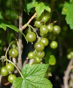 VIHERHERUKKA  'Vilma' Ribes nigrum