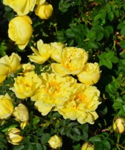 VILJAMINKELTARUUSU 'William´s Double Yellow' Rosa x harisonii