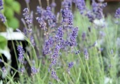 TÄHKÄLAVENTELI 'Hidcote' Lavandula angustifolia