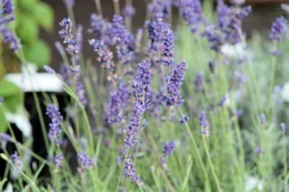 TÄHKÄLAVENTELI 'Hidcote' Lavandula angustifolia