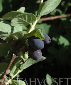 MAKEASINIKUUSAMA 'Atut' Lonicera caerulea var. kamtschatica