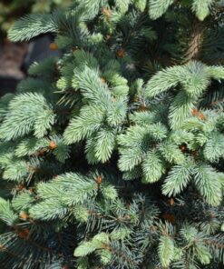 SINIKUUSI Picea pungens 'Baby Blue'