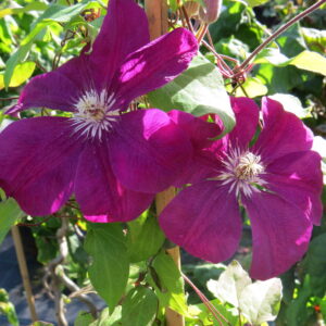 LOISTOKÄRHÖ 'Rouge Cardinal' Clematis